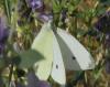 Pieris rapae